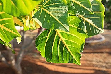 《暗黑4》第二赛季玩家反馈最早第4赛季才会加入游戏中